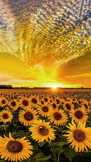 唯美向日葵花海