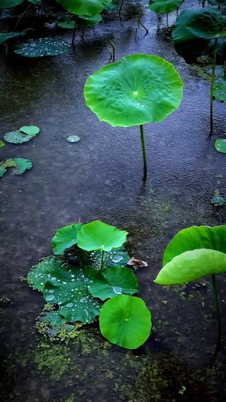 雨间莲叶