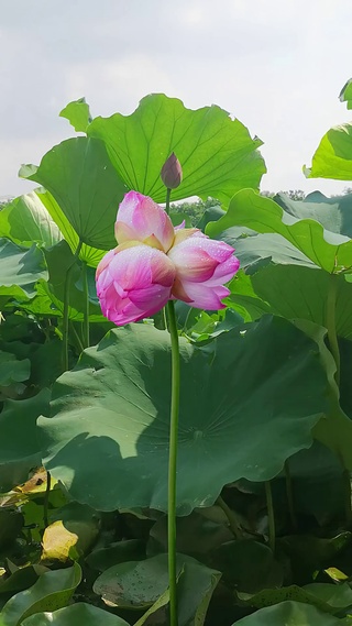 三蒂莲花开，富贵自然来