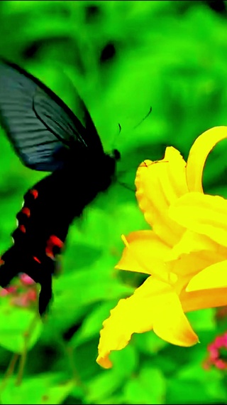 蝶恋花4K