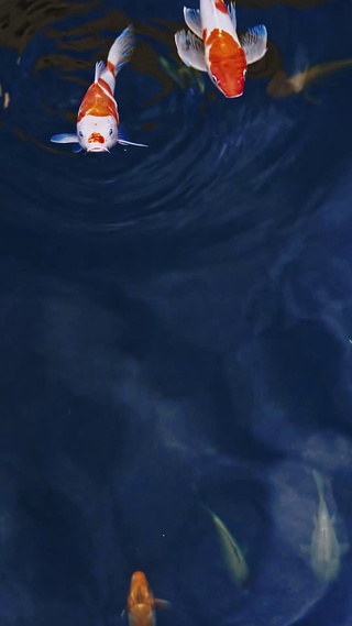 锦鲤锦鲤送财运