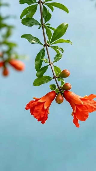 护眼红花草