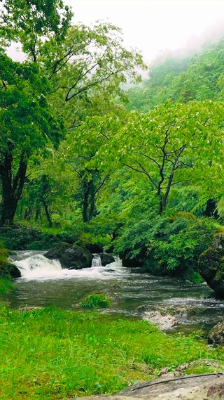 护眼绿林山涧