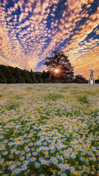 晚霞雏菊花海