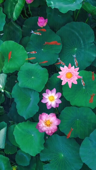 接天莲叶无穷碧，映日荷花别样红。