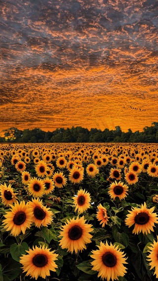 爆款向日葵花海