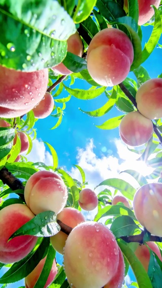 护眼夏日晴天下的水蜜桃