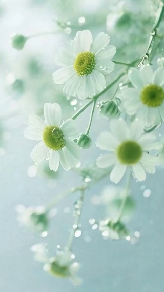 护眼花朵树木