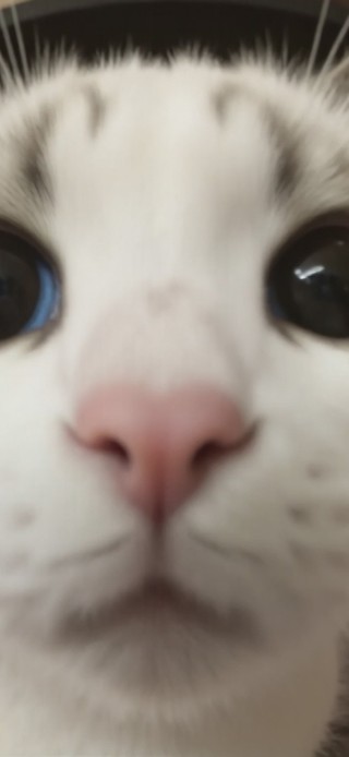 猫：已黑化｜大脸怼屏表情包