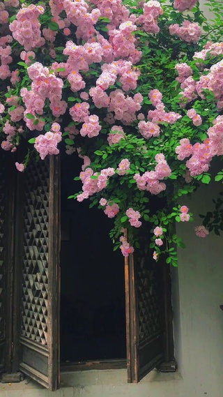 探窗花