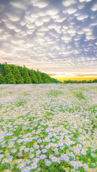 爆款棉花云小雏菊