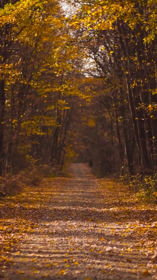 4K秋林小路