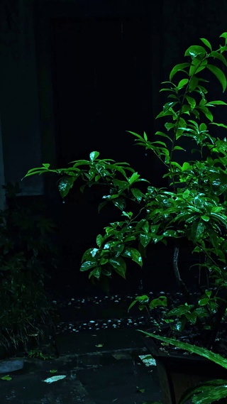 雨天治愈听雨