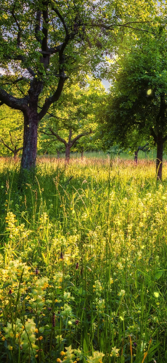 唯美春天油菜花