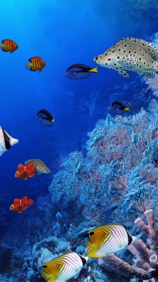 海底珊瑚鱼