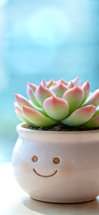 清新可爱 幸运多肉小盆栽~