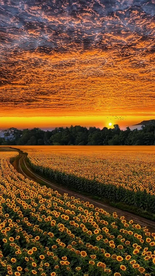 爆款向日葵花海