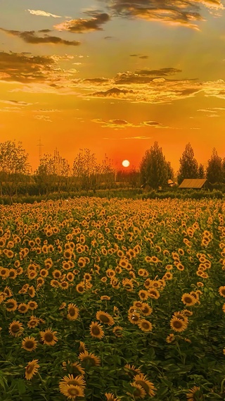 航拍唯美夕阳向日葵