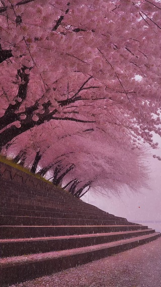 唯美樱花雨