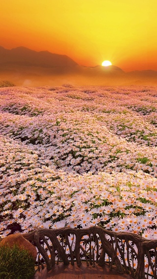 夕阳下的小雏菊花海