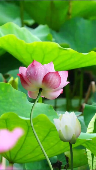 接天莲叶无穷碧，映日荷花别样红