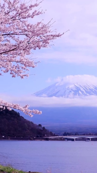 4K樱花富士山