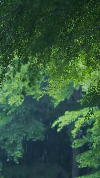 雨中树林绿叶