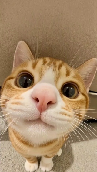 猫咪