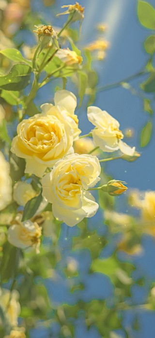 4k唯美治愈午后的鲜花