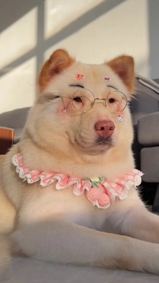 粉色狗狗