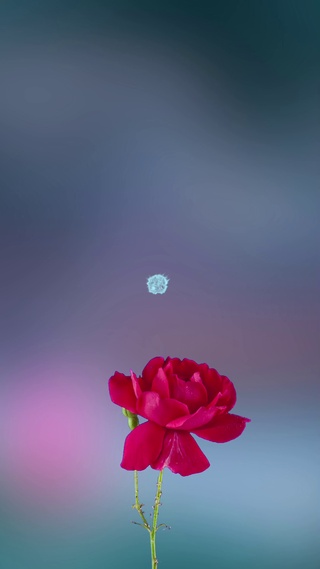 爱心玫瑰
