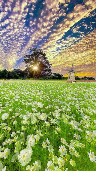 爆款小黄花
