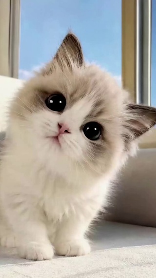 软萌窗边布偶小奶猫