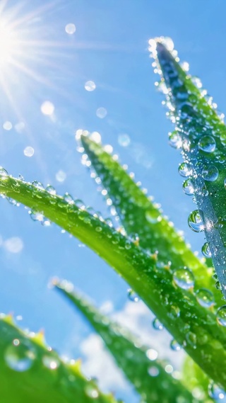 护眼清新阳光晴空芦荟露珠