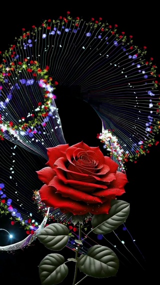 爱情玫瑰🌹