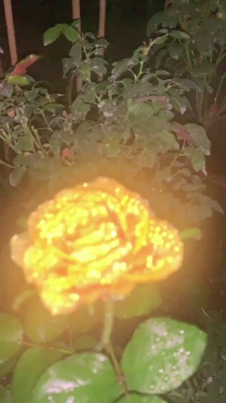 公主请赏花