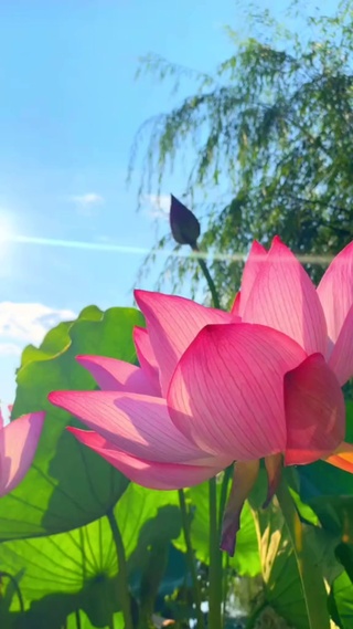 夏季荷花