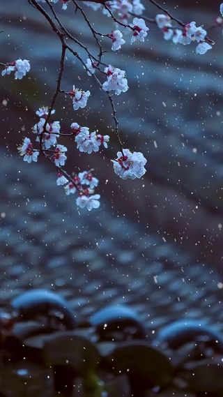 喜欢雪