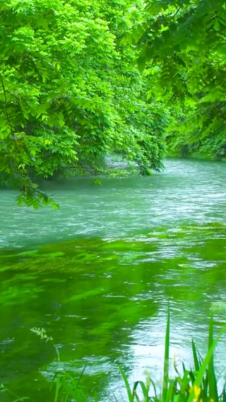 4K夏日养眼绿林流水