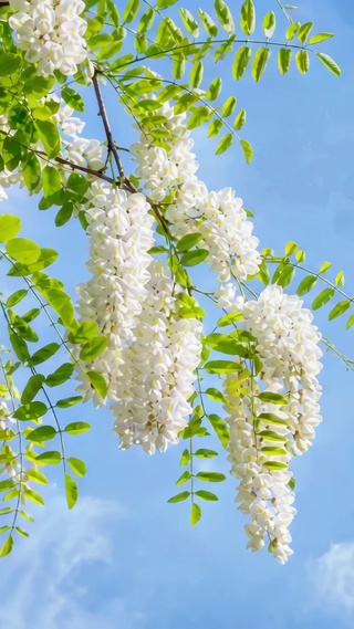 蓝天下的洋槐花