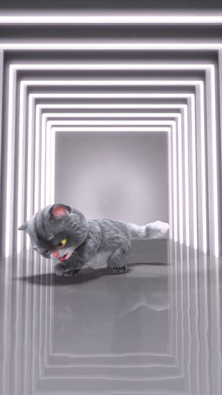 斑布猫-我怎么这么好看