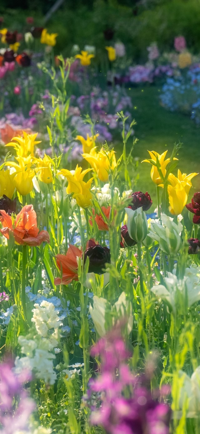 4K唯美小清新花儿