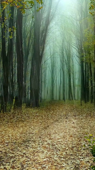 又是一年落叶黄，一场秋雨一场寒