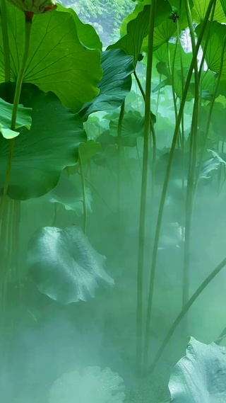 唯美荷花