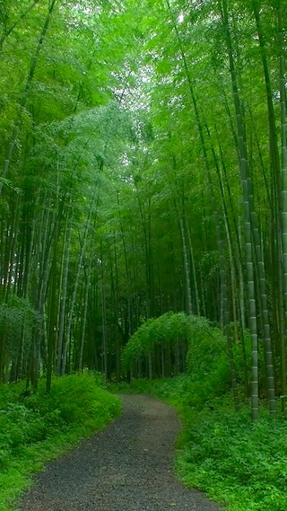 竹林小径