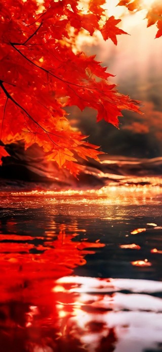 红枫染尽人间色，金辉洒落秋水间