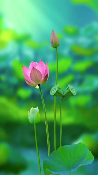荷你相莲