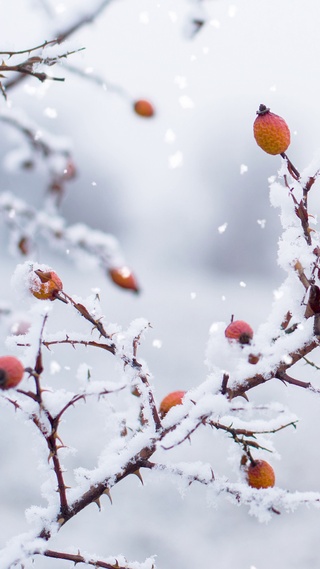 【4K白雪红果】