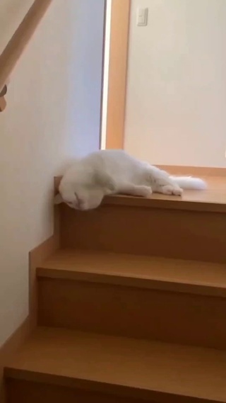 摆烂猫猫