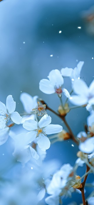 治愈唯美樱花